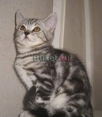 Шотланский котеноK Москва