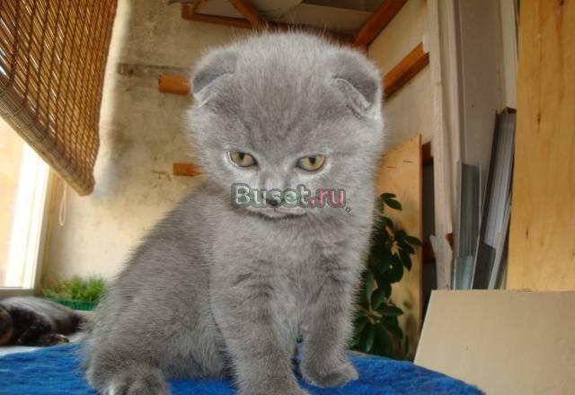 Котята Иркутск