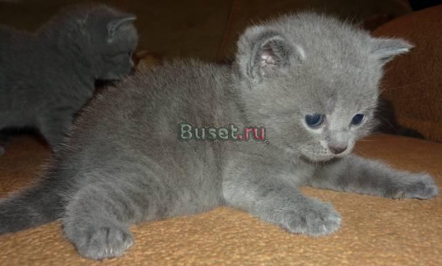 Шотландская кошечка Барнаул