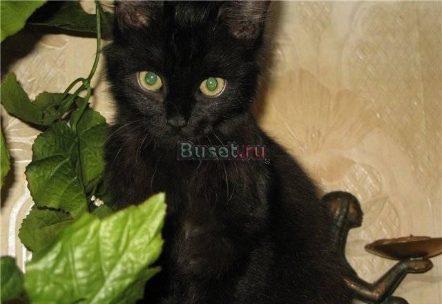 Ищет хозяина абсолютно черный котенок Санкт-Петербург