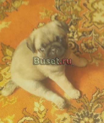 Продаю щенка Нижний Новгород