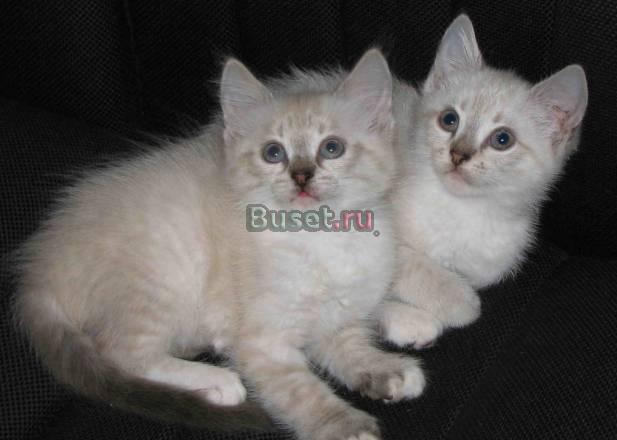 Сиамские котята в хорошие руки Москва