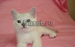 Британские короткошерстные котята Москва
