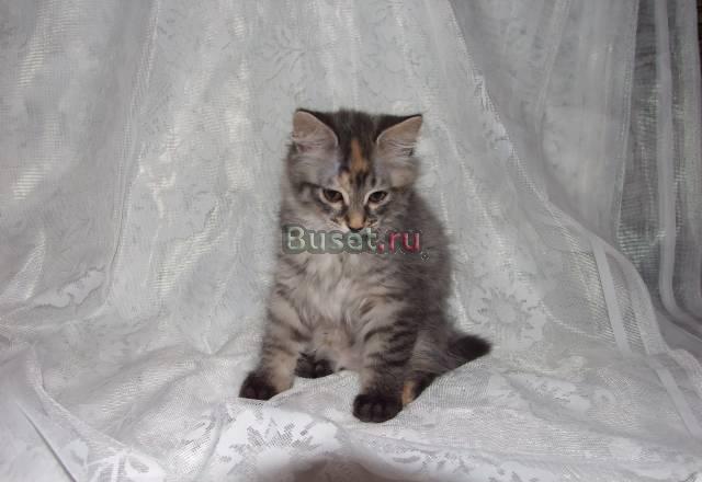 Продажа котят Москва