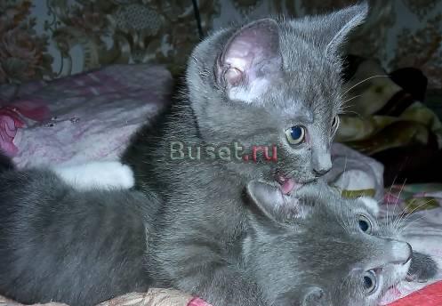 Британские котята Санкт-Петербург