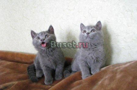 Продаются чистокровные британские котята Москва