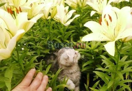 Котята редкого окраса,шотландские фолд Екатеринбург