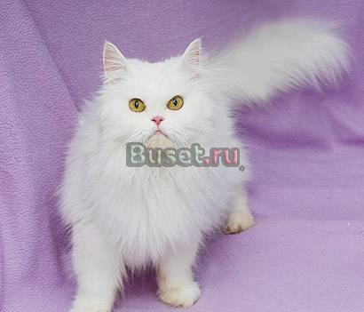 Лиля, 7 лет, в дар Москва