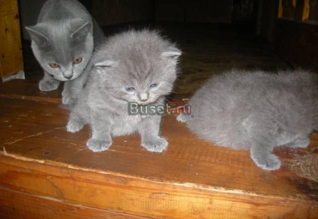 Британские голубые котята Москва