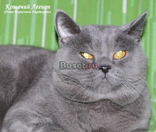 Скотиш страйт, окрас голубой, вязка Москва