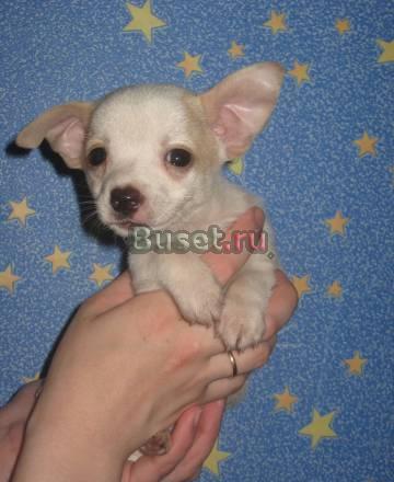 Чих миник до 1,5 кг Москва