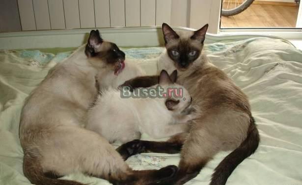 Сиамские котята Москва