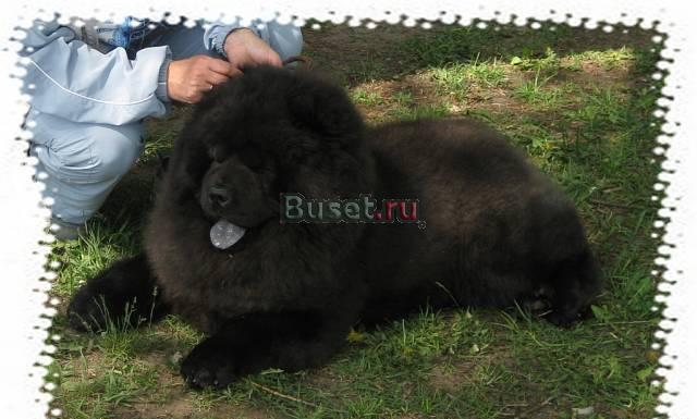 Кобель для вязки Тамбов