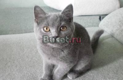Британская подрощенная кошечка Москва