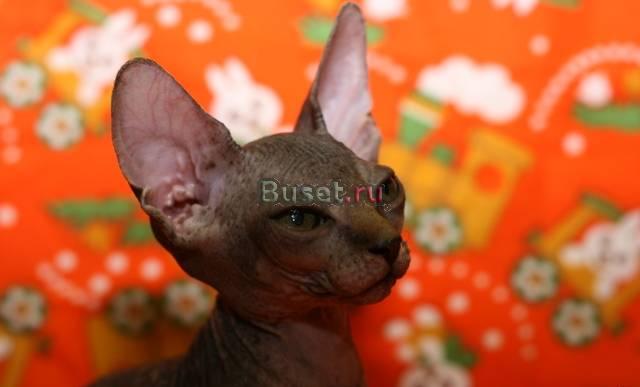Котенок эрика, кошечка, породы канадский сфинкс Москва