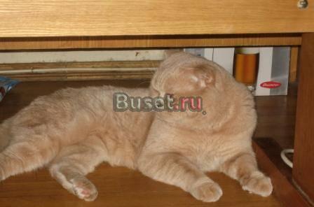 Кот приглашает на вязку Москва