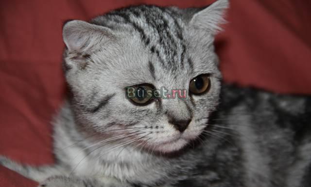 Шотландская вислоухая кошечка Москва