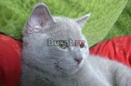 Британский котик Москва