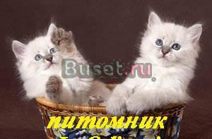 Невские маскарадные котята от чемпиона мира Москва