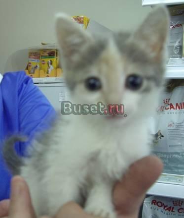 Симпатичный котенок - кошечка Москва