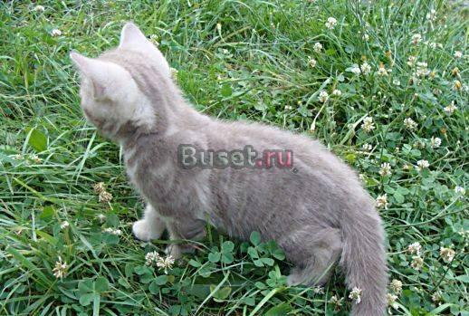 Лиловый британский котик Москва