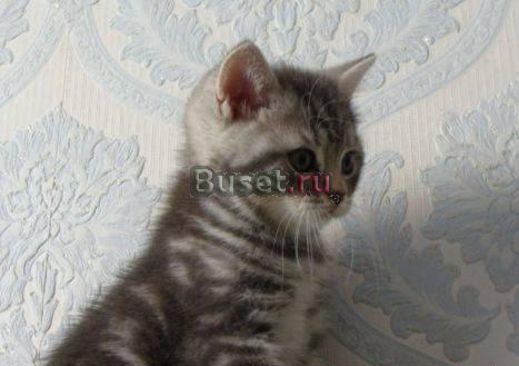 Голубые британские котики Москва