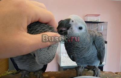 Африканских попугаев серый Барнаул