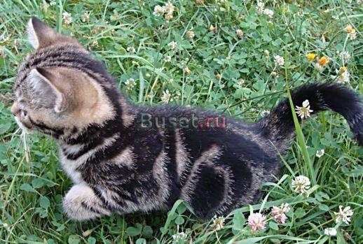 Британские мраморные котята Москва