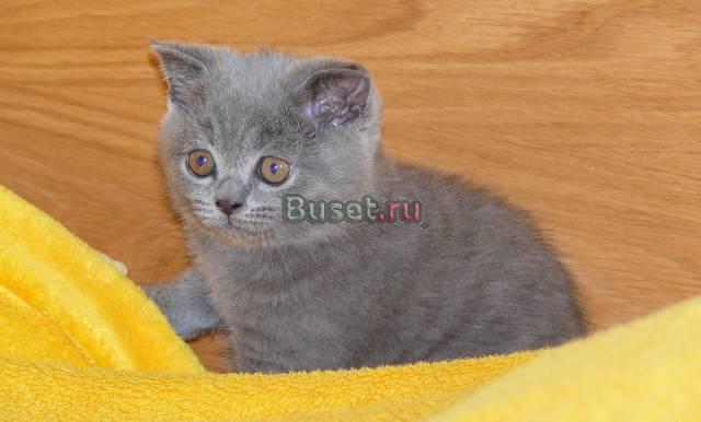 Умница-котик ищет хозяев Москва