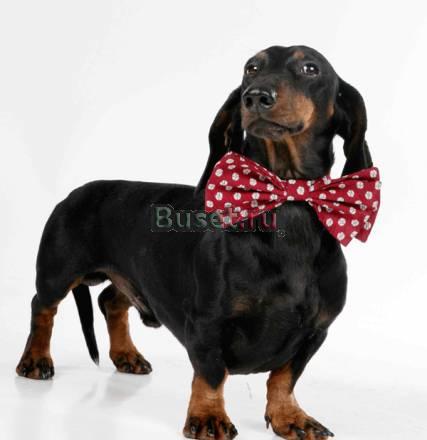 Подрощенный щенок таксы Москва