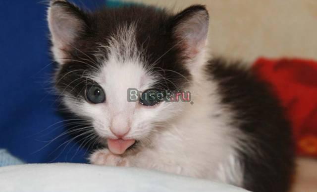 Котенок-девочка ищет хозяев Москва