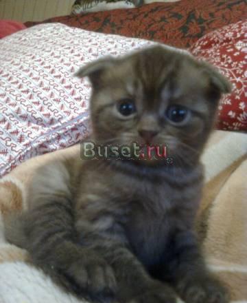 Шотландская короткошерстная Псков