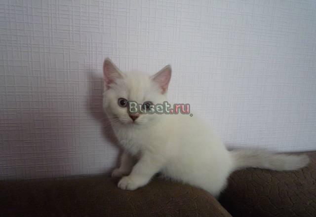 Шотландская короткошерстная девочка (Скоттиш страй Челябинск
