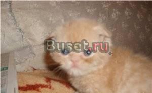 Вислоухие котятки Москва