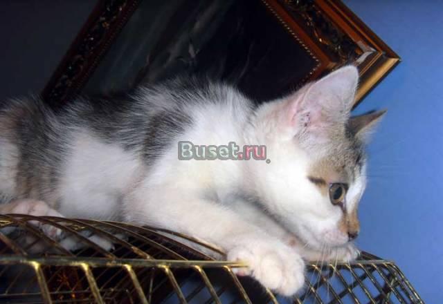 Котенок-мальчик 3 мес в добрые руки Москва