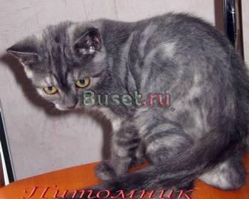 Британские(не страйты) мраморные котята Москва