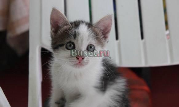 Котенок мальчик от кошки крысоловки Москва