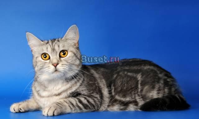 Подрощенная скоттиш страйт Москва