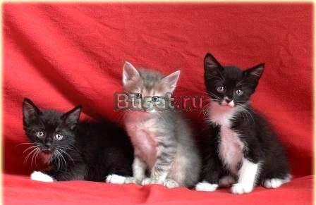 Котятки активисты, 2 мес мальчики Москва
