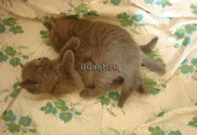 Шотландские котята Москва