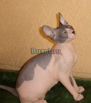 Кошечка донского сфинкса Москва