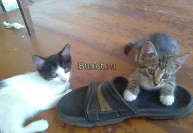 Отдаю котят в дар Санкт-Петербург