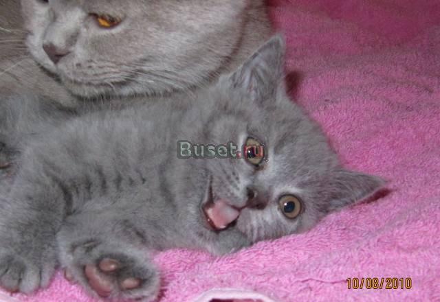 Британские короткошёрстные котята Москва