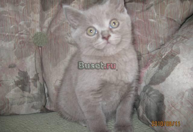 Продам Новосибирск