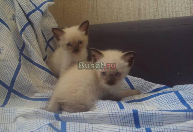 Тайские котята недорого Москва