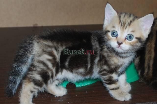 Шотландские  котята пятнистого, рисунчатого окраса Москва