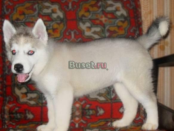 Продам 2х щенков сибирской хаски,недорого Москва