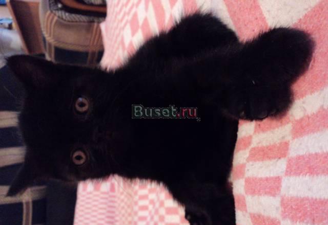 Продам котенка британской породы Тюмень