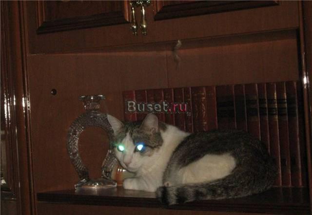 Стерилизованного котика в добрые руки Оренбург