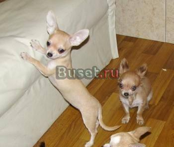 Чихуахуа щенки ждут только Вас Москва
